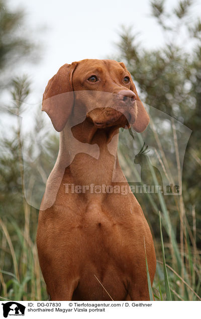 shorthaired Magyar Vizsla portrait / DG-07830
