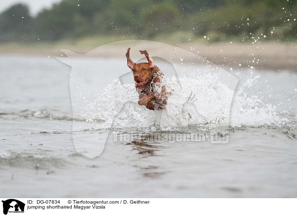 jumping shorthaired Magyar Vizsla / DG-07834