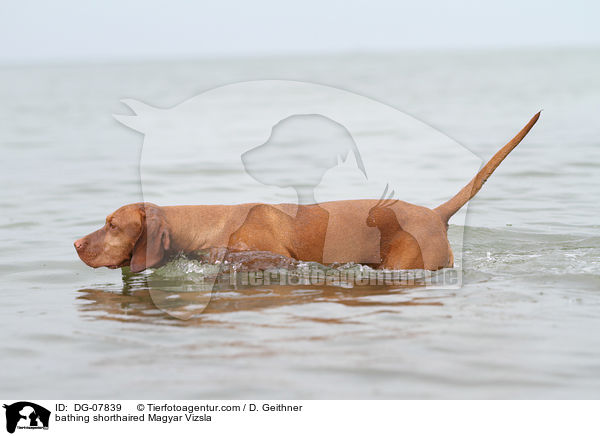 bathing shorthaired Magyar Vizsla / DG-07839