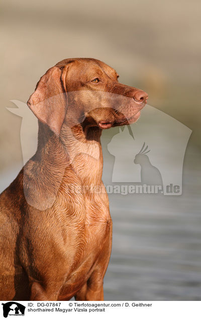 shorthaired Magyar Vizsla portrait / DG-07847