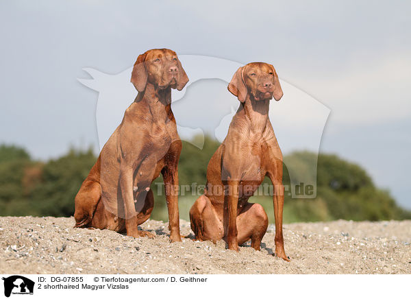2 shorthaired Magyar Vizslas / DG-07855