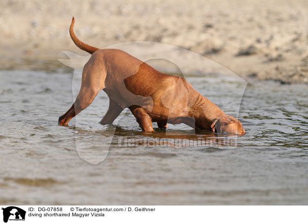 tauchender Kurzhaarvizsla / diving shorthaired Magyar Vizsla / DG-07858