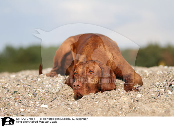 lying shorthaired Magyar Vizsla / DG-07864