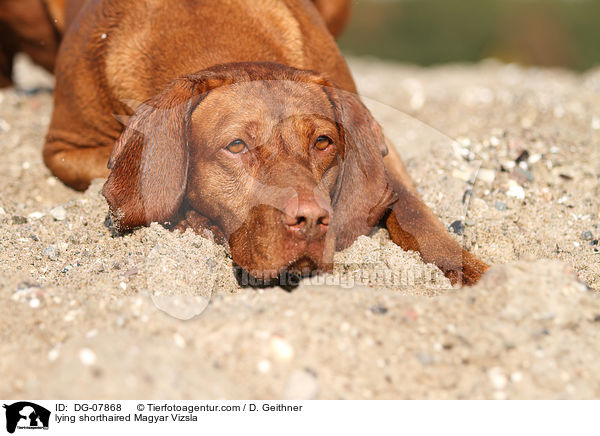 lying shorthaired Magyar Vizsla / DG-07868