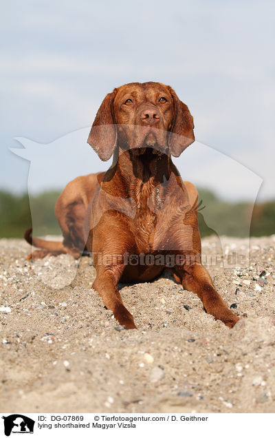 lying shorthaired Magyar Vizsla / DG-07869