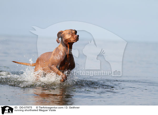 running shorthaired Magyar Vizsla / DG-07875