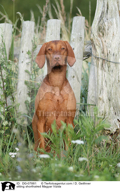 sitzender Kurzhaarvizsla / sitting shorthaired Magyar Vizsla / DG-07881