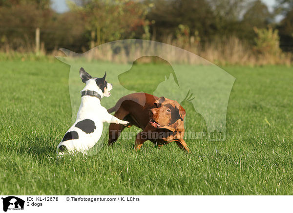 2 dogs / KL-12678