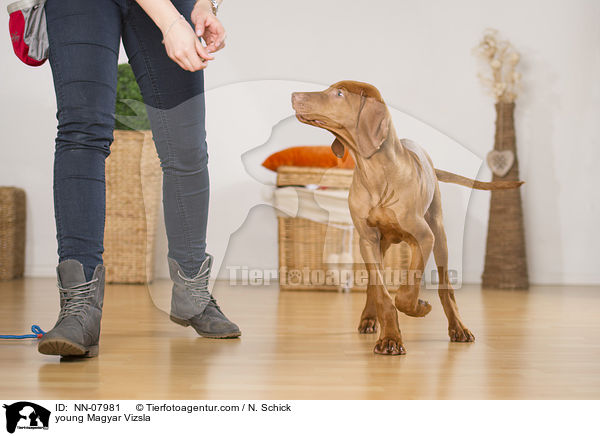 junger Magyar Vizsla / young Magyar Vizsla / NN-07981