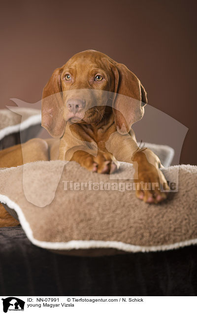 junger Magyar Vizsla / young Magyar Vizsla / NN-07991