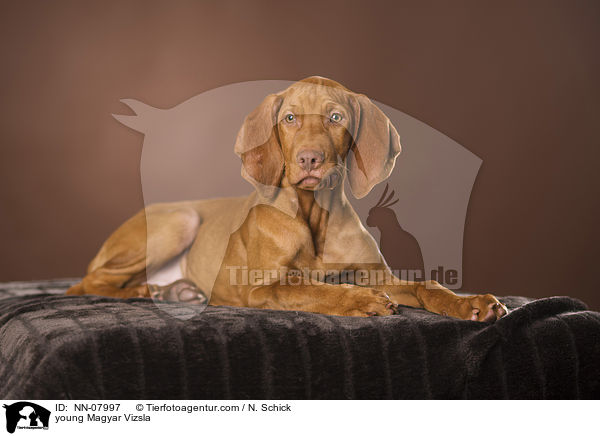 junger Magyar Vizsla / young Magyar Vizsla / NN-07997
