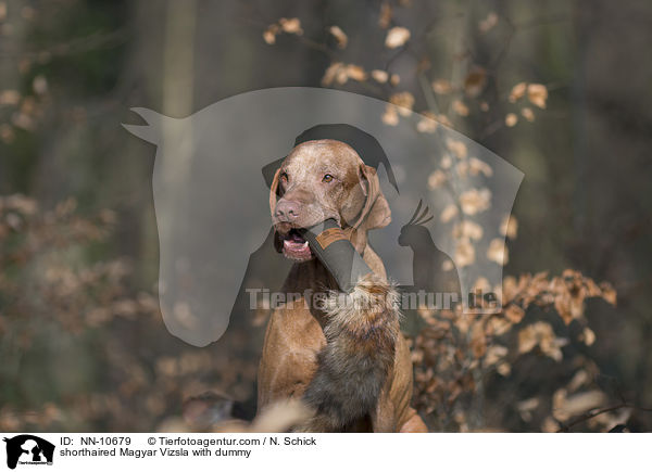 shorthaired Magyar Vizsla with dummy / NN-10679