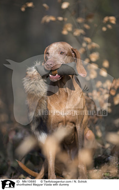 shorthaired Magyar Vizsla with dummy / NN-10680