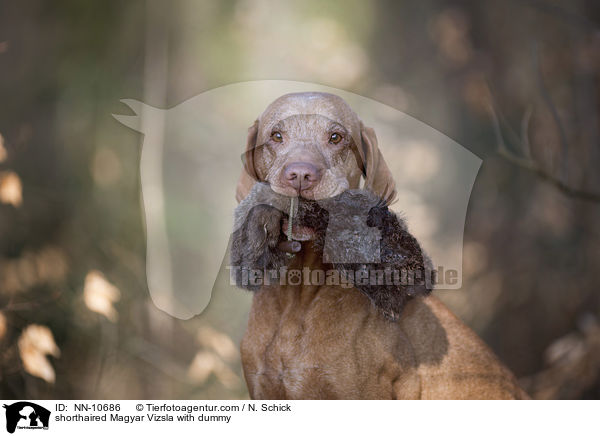 Kurzhaarvizsla mit Dummy / shorthaired Magyar Vizsla with dummy / NN-10686