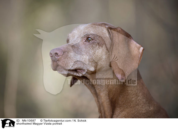 shorthaired Magyar Vizsla portrait / NN-10687