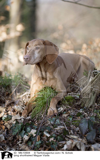 lying shorthaired Magyar Vizsla / NN-10694