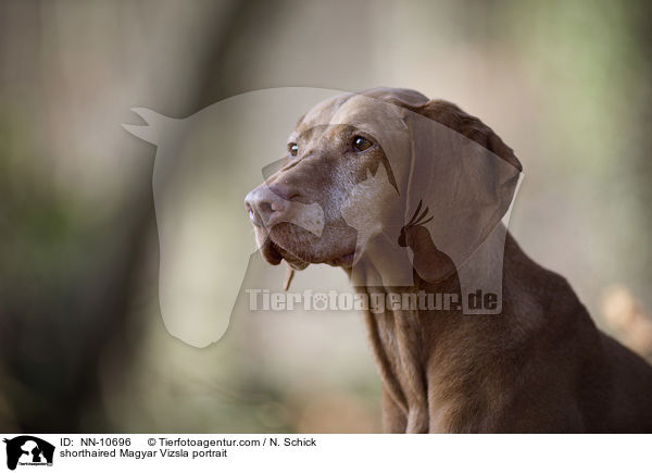 shorthaired Magyar Vizsla portrait / NN-10696