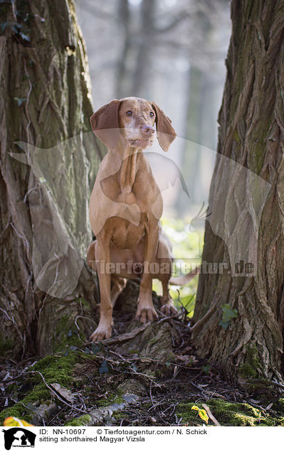 sitting shorthaired Magyar Vizsla / NN-10697