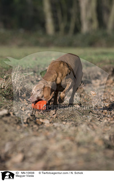 Magyar Vizsla / NN-10698