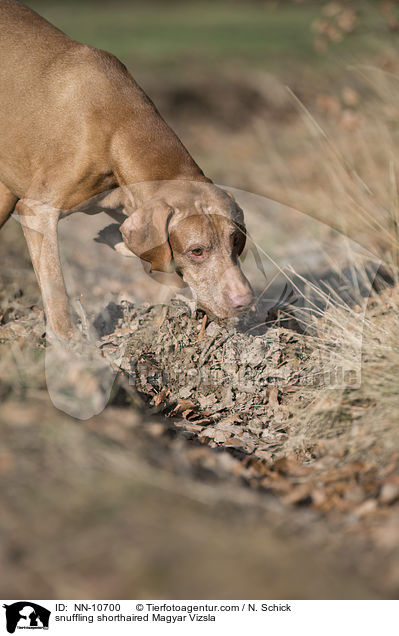 snuffling shorthaired Magyar Vizsla / NN-10700