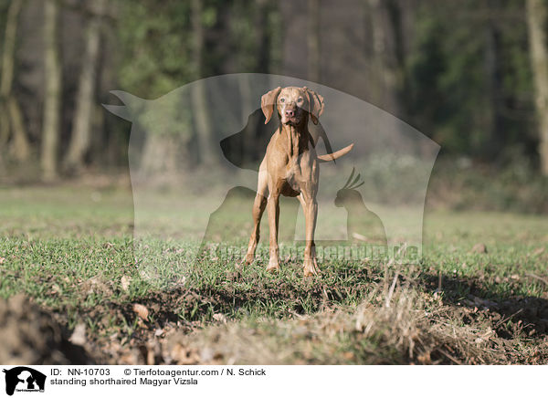 standing shorthaired Magyar Vizsla / NN-10703