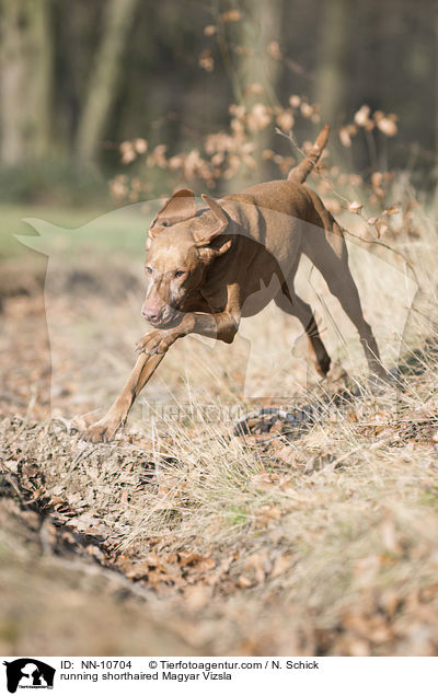 running shorthaired Magyar Vizsla / NN-10704
