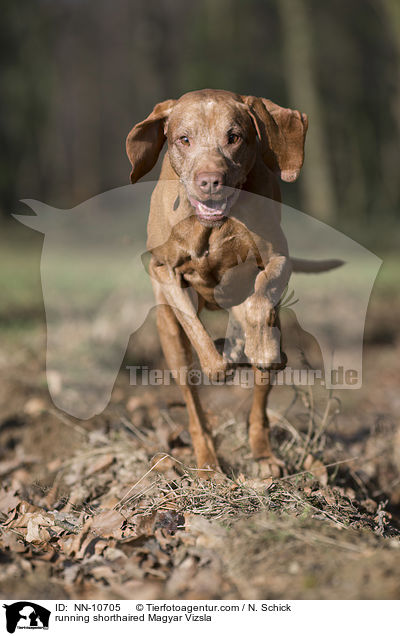 running shorthaired Magyar Vizsla / NN-10705