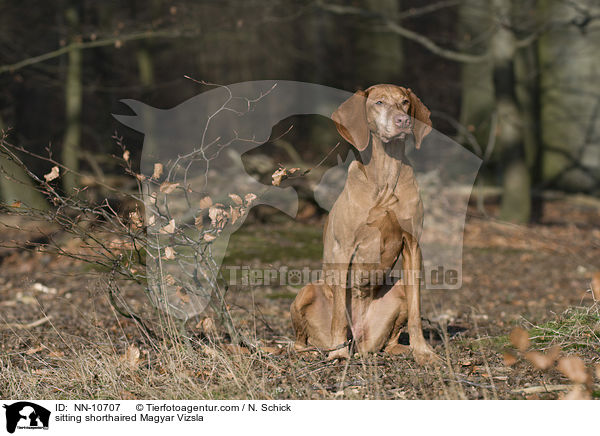 sitting shorthaired Magyar Vizsla / NN-10707