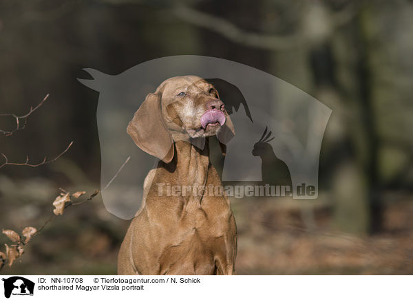 shorthaired Magyar Vizsla portrait / NN-10708