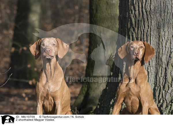 2 shorthaired Magyar Vizslas / NN-10709