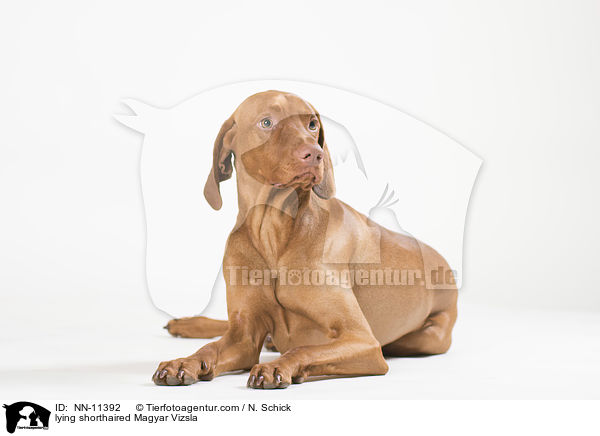 lying shorthaired Magyar Vizsla / NN-11392