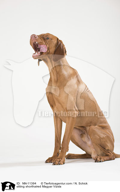sitting shorthaired Magyar Vizsla / NN-11394