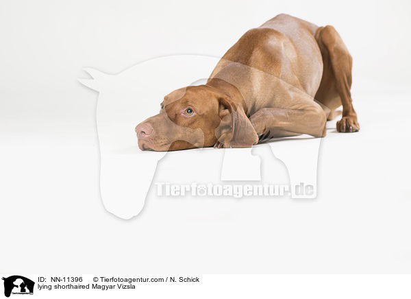 lying shorthaired Magyar Vizsla / NN-11396