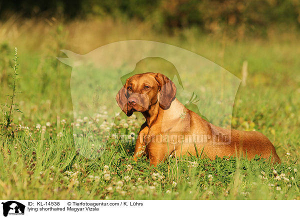 liegender Kurzhaarvizsla / lying shorthaired Magyar Vizsla / KL-14538