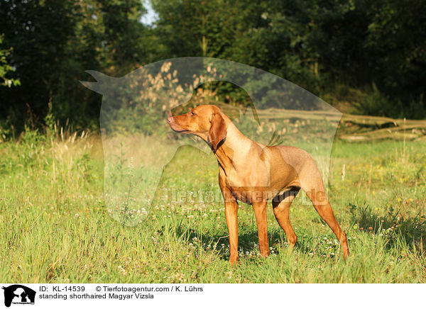 stehender Kurzhaarvizsla / standing shorthaired Magyar Vizsla / KL-14539