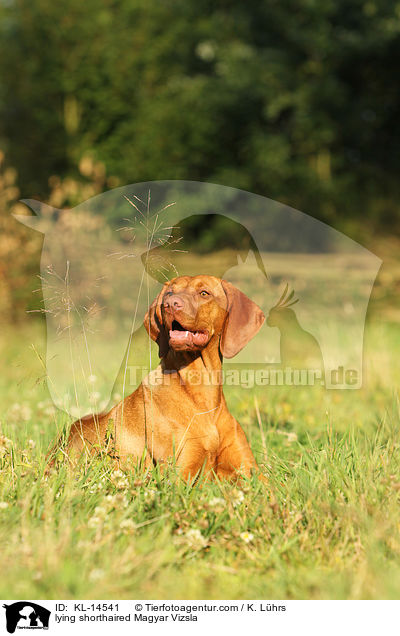 liegender Kurzhaarvizsla / lying shorthaired Magyar Vizsla / KL-14541