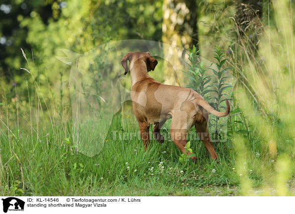 standing shorthaired Magyar Vizsla / KL-14546