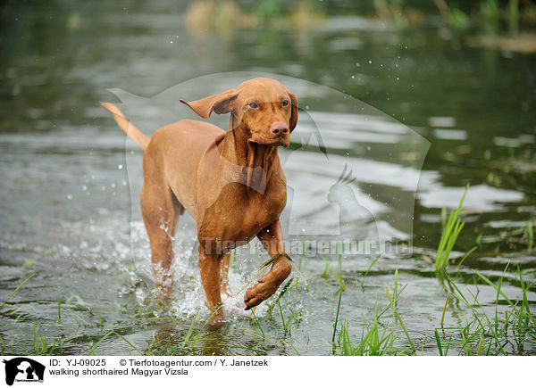 walking shorthaired Magyar Vizsla / YJ-09025