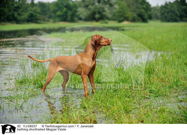 bathing shorthaired Magyar Vizsla / YJ-09037