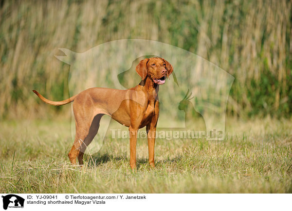 standing shorthaired Magyar Vizsla / YJ-09041
