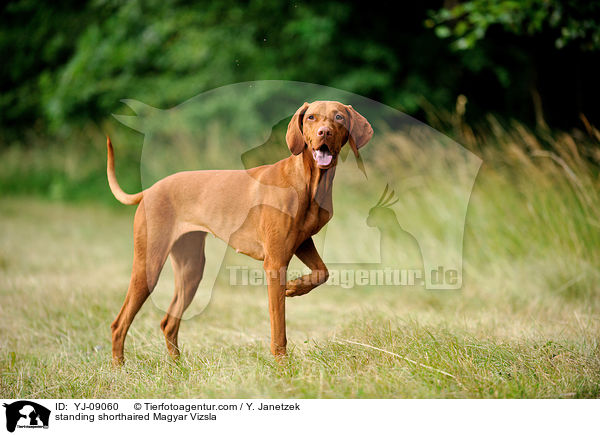 standing shorthaired Magyar Vizsla / YJ-09060