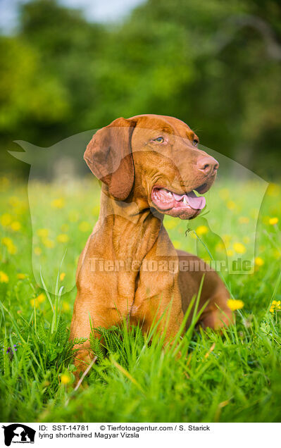 lying shorthaired Magyar Vizsla / SST-14781