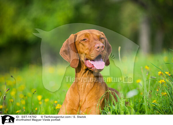 shorthaired Magyar Vizsla portrait / SST-14782