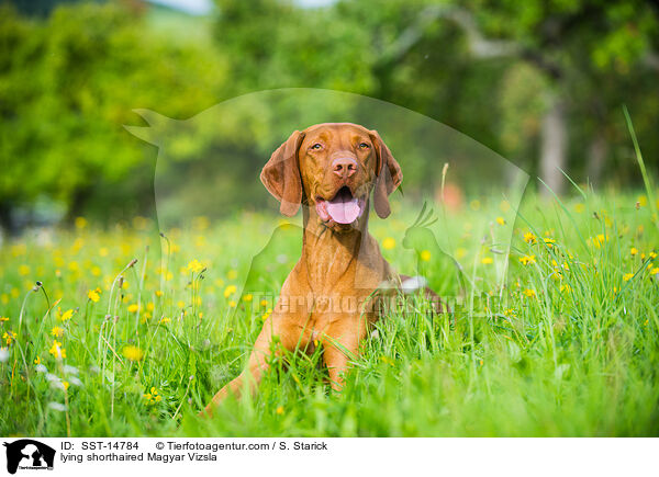 lying shorthaired Magyar Vizsla / SST-14784