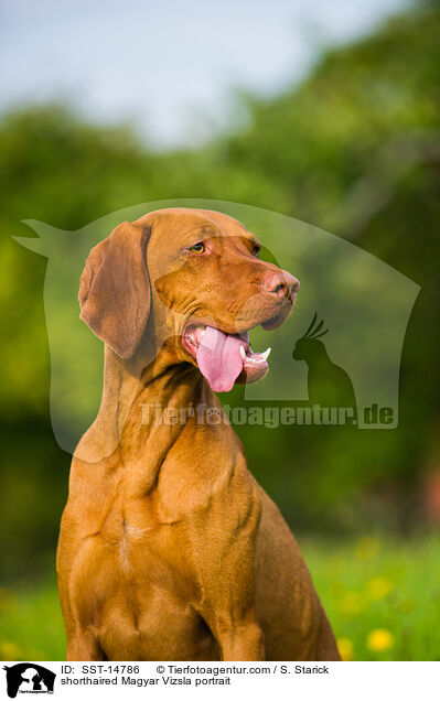 shorthaired Magyar Vizsla portrait / SST-14786