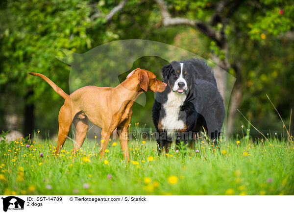 2 dogs / SST-14789