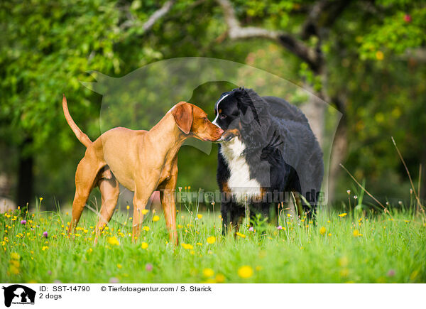 2 dogs / SST-14790