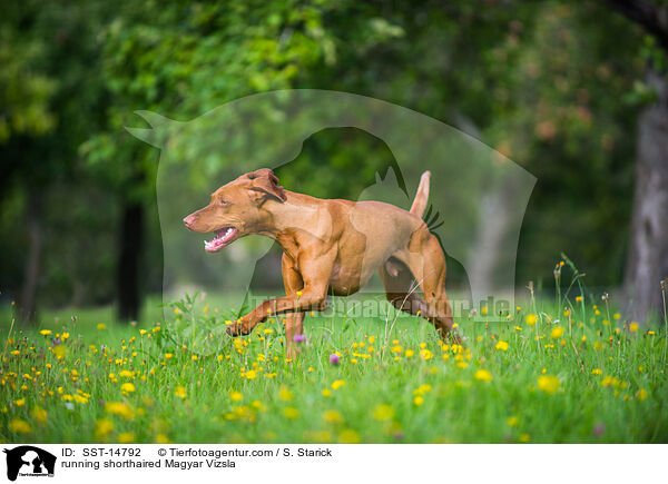 running shorthaired Magyar Vizsla / SST-14792