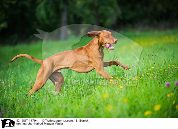 running shorthaired Magyar Vizsla / SST-14794