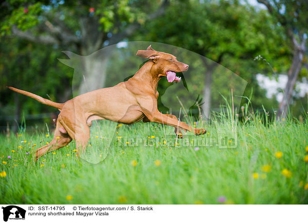 running shorthaired Magyar Vizsla / SST-14795